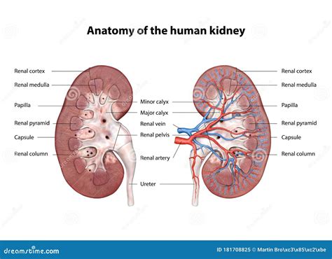Anatomy Of Renal