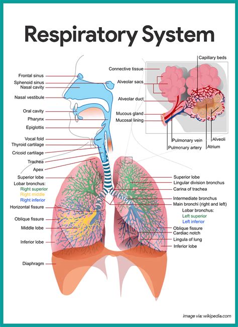 Anatomy Of Respiratory System