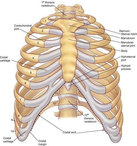 Anatomy Of Ribs