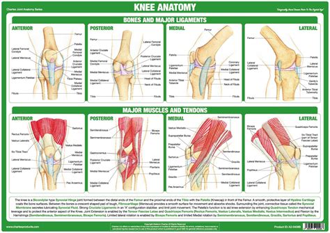 Anatomy Of Right Knee