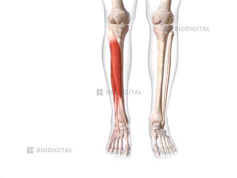 Anatomy Of Right Leg
