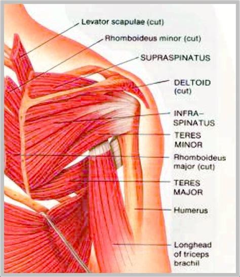 Anatomy Of Shoulder Muscles
