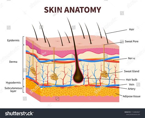 Anatomy Of Skin