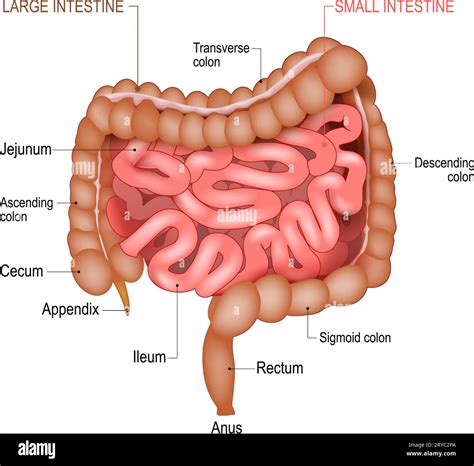 Anatomy Of Small Intestine