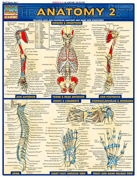 Anatomy Of The Body Pdf