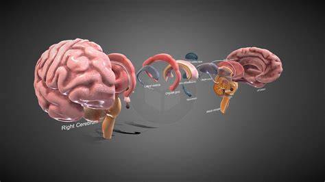 Anatomy Of The Brain 3D
