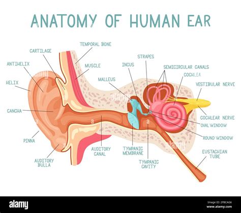 Anatomy Of The Ear
