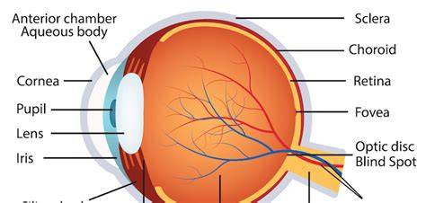 Anatomy Of The Eye