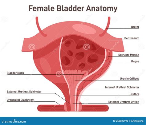Anatomy Of The Female Bladder