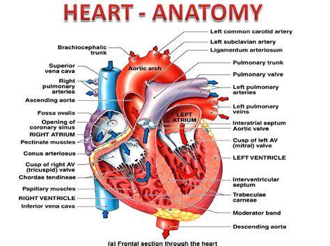 Anatomy Of The Heart