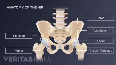 Anatomy Of The Hip
