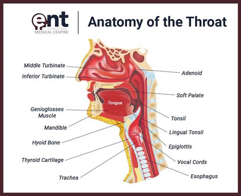 Anatomy Of Throat