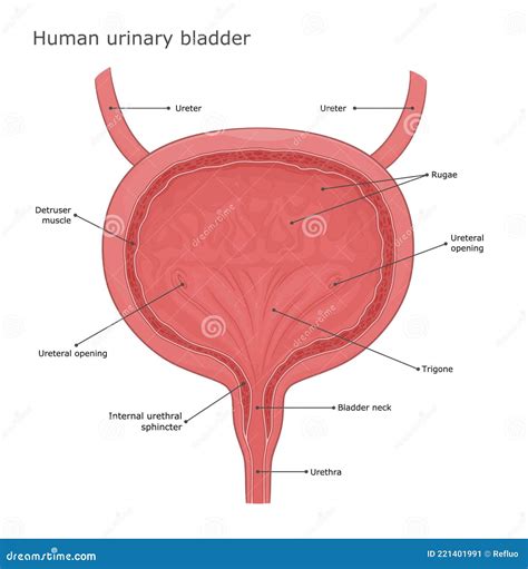 Anatomy Of Urinary Bladder