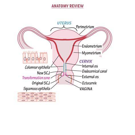 Anatomy Of Vaginal Canal