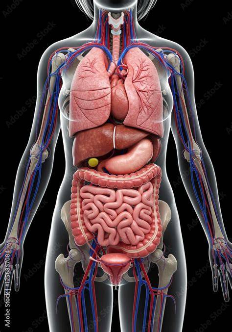 Anatomy Of Woman