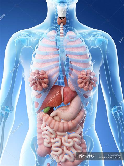 Anatomy Of Women Body