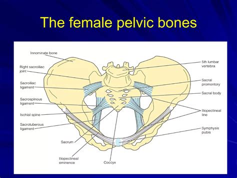 Anatomy Of Women's Pelvic Region