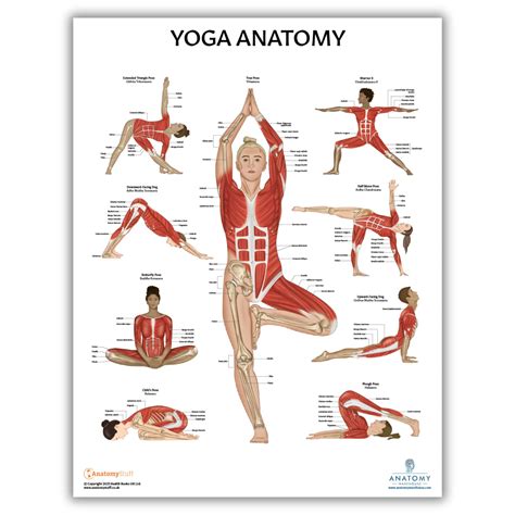 Anatomy Of Yoga
