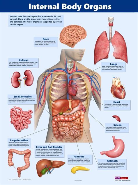 Anatomy Of Your Body