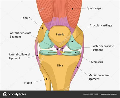 Anatomy Of Your Knee