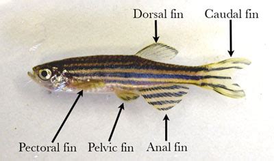Anatomy Of Zebrafish Fins