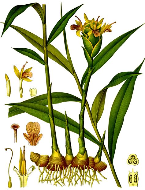 Anatomy Of Zingiber Officinale