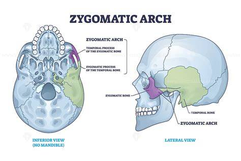 Anatomy Of Zygomatic Arch
