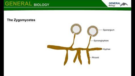 Anatomy Of Zygomycetes