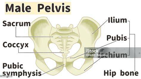 Anatomy Pelvis Male