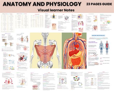 Anatomy Study