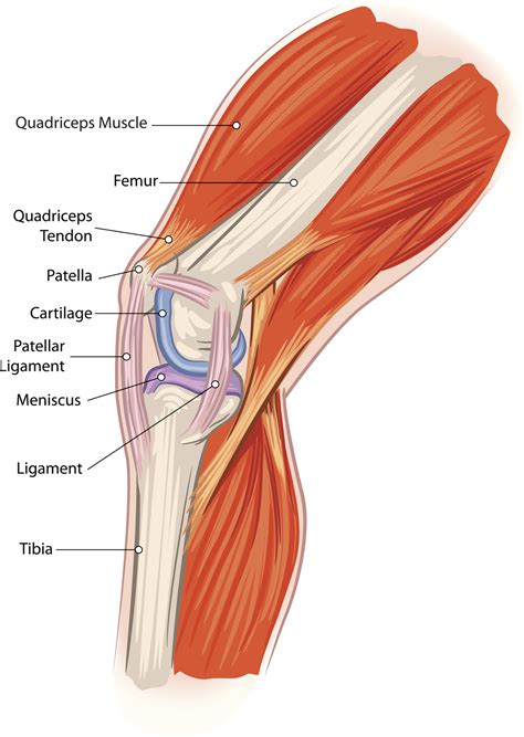 Anatomy Tendons Knee