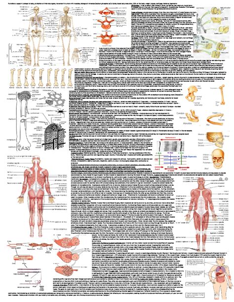 Anatomy Test