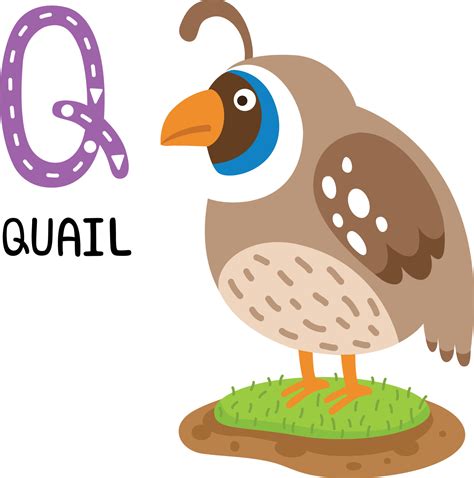 Animal Alphabet Q