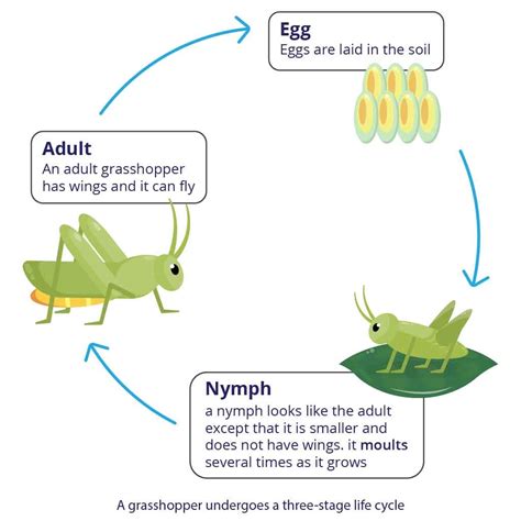 Animal Life Cycle