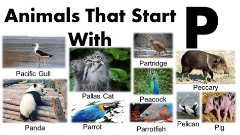 Animal Names That Start With P