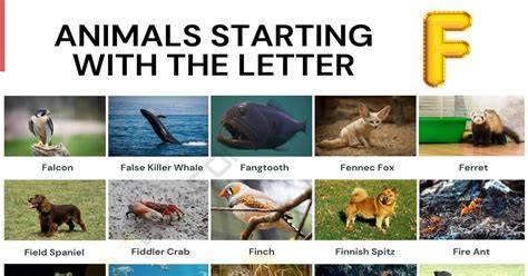 Animals Beginning With F