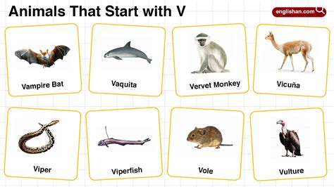 Animals Beginning With V