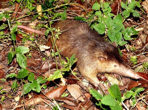 Animals Endemic To Dominican Republic
