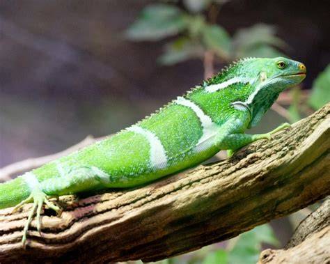 Animals Endemic To Fiji