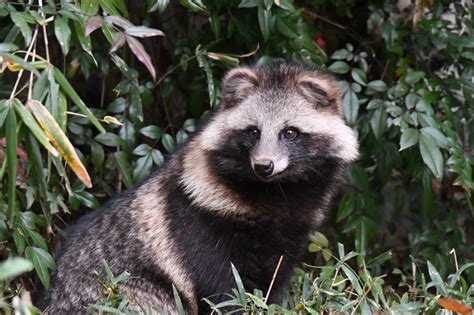 Animals Endemic To Japan