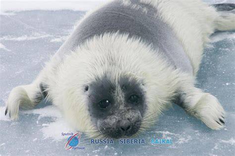 Animals Endemic To Lake Baikal
