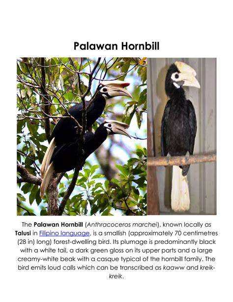 Animals Endemic To Luzon