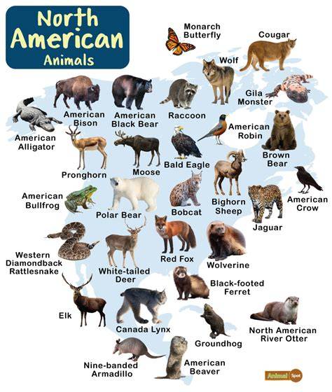 Animals Endemic To North America