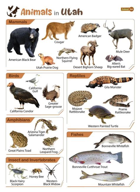 Animals Endemic To Utah