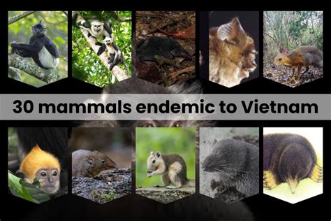 Animals Endemic To Vietnam