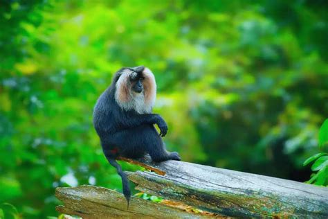 Animals Endemic To Western Ghats