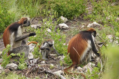 Animals Endemic To Zanzibar