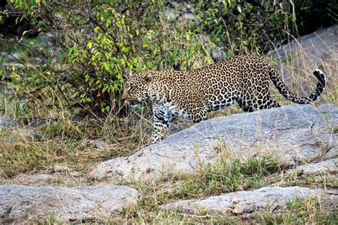Animals Endemic To Zimbabwe