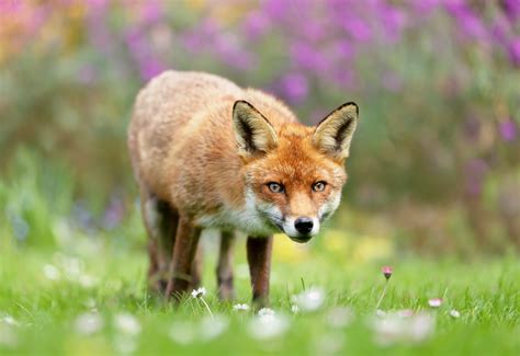 Animals Native To England