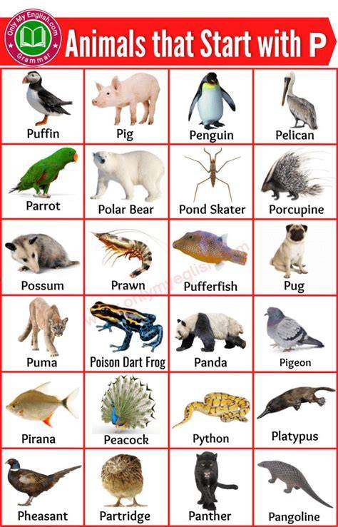 Animals That Start With Letter P